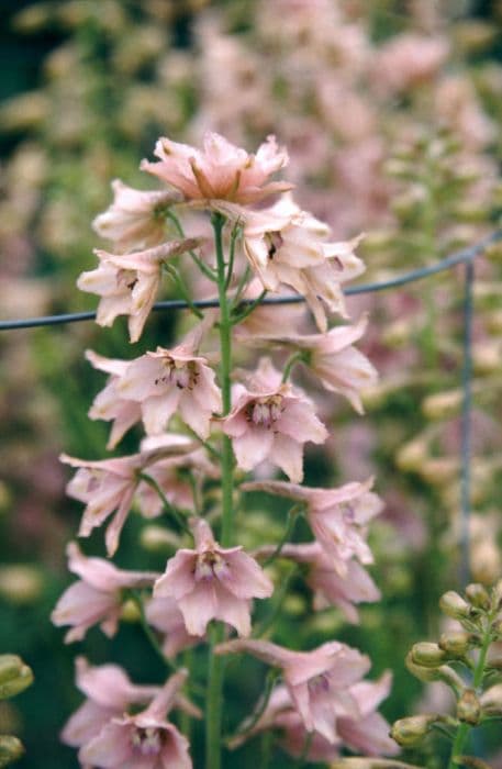 delphinium 'Pink Sensation'