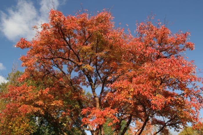 paperbark maple