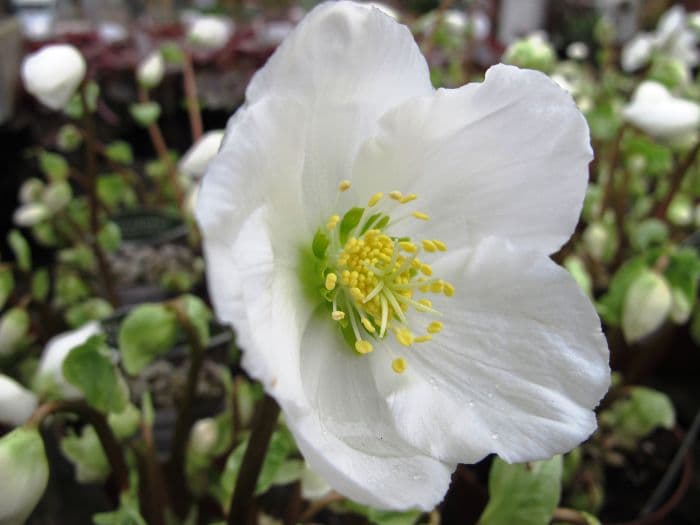 hellebore 'Verboom Beauty'