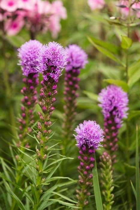 button snakewort 'Kobold'