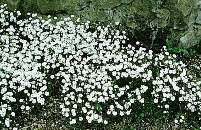 double-flowered alpine catchfly