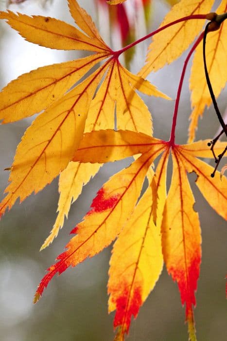 seven-lobed Japanese maple