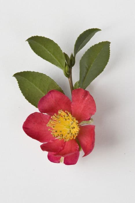 camellia 'Yuletide'