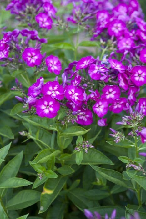 perennial phlox 'Velvet Flame'