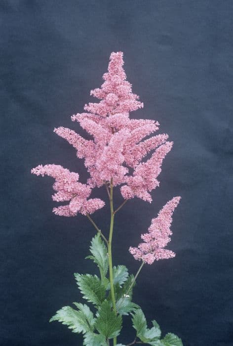 astilbe 'Bonn'