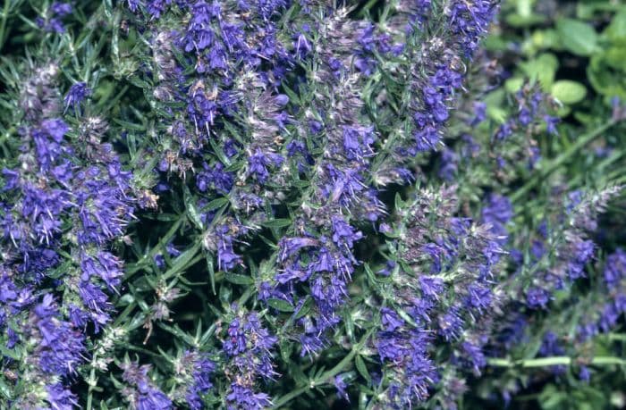 hyssop