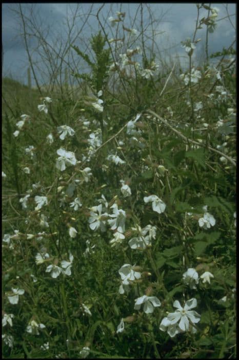 white campion