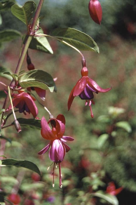 fuchsia 'Margaret'