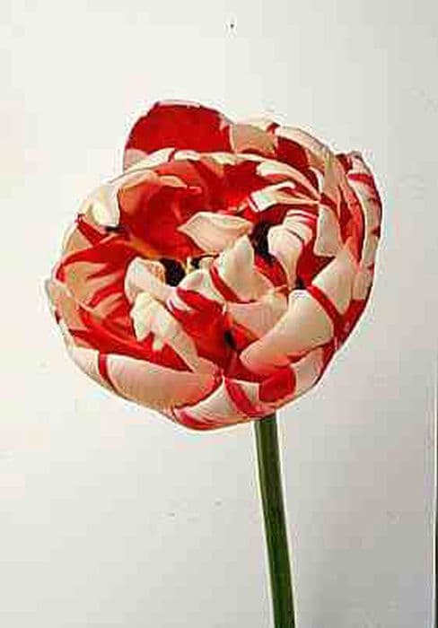 tulip 'Carnaval de Nice'