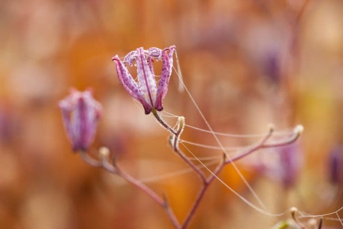 toad lily