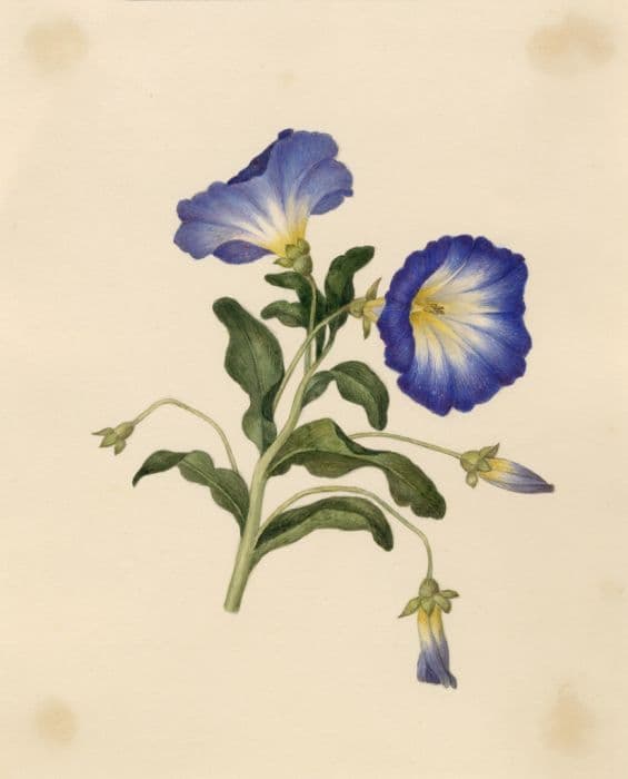 dwarf morning glory