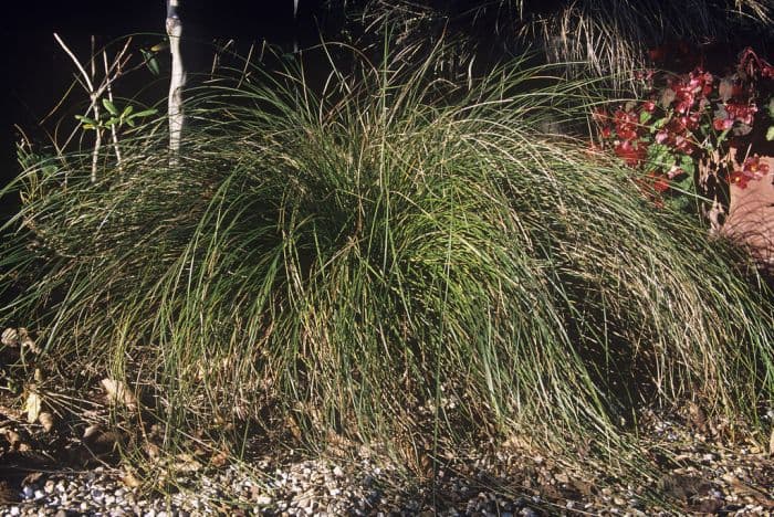 orange New Zealand sedge