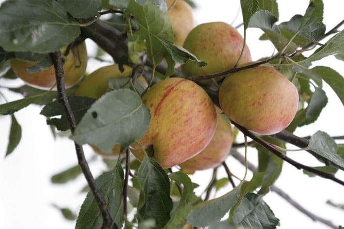 apple 'Winter Gem'