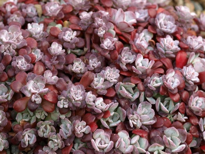 purple spoon-leaved stonecrop