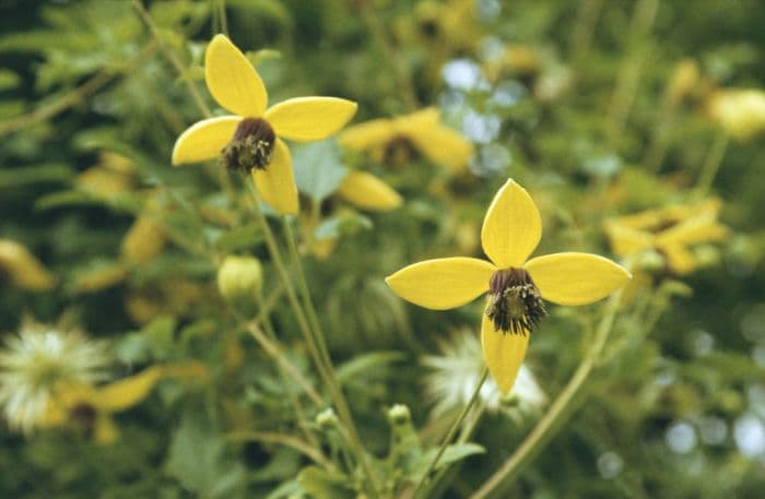 clematis [Golden Tiara]