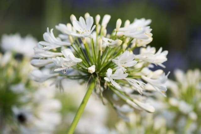 African lily 'Polar Ice'