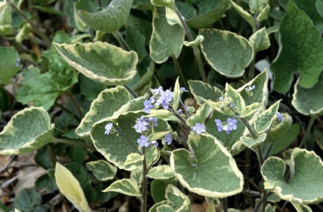 Siberian bugloss 'Hadspen Cream'