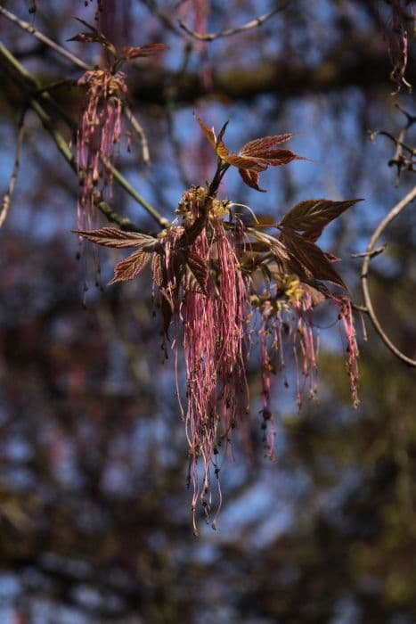 box elder