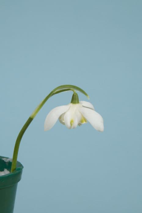 snowdrop 'Lady Elphinstone'