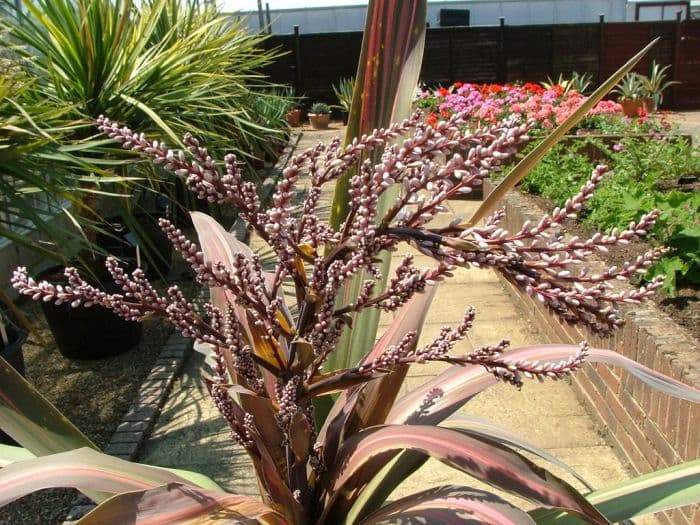 cabbage palm 'Pink Stripe'