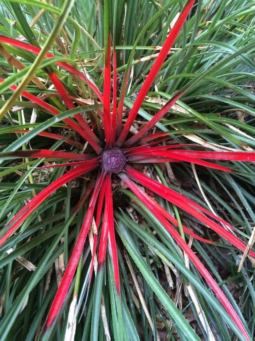 two-coloured crimson bromeliad