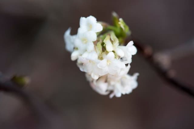 Stinking Himalayan viburnum