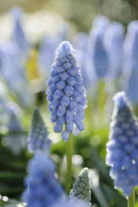 grape hyacinth 'Valerie Finnis'