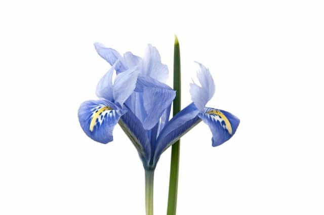 Iris 'Alida'