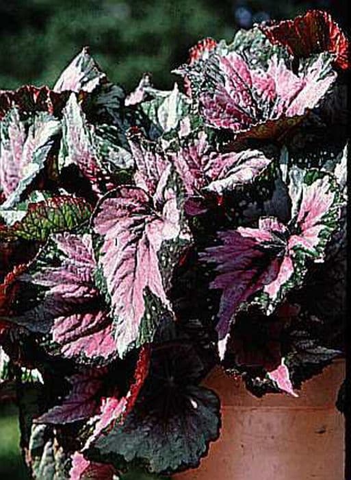 begonia 'Merry Christmas'