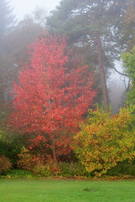 red maple 'Scanlon'