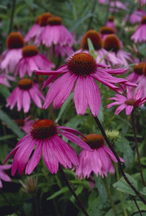 purple coneflower 'Kim's Knee High'