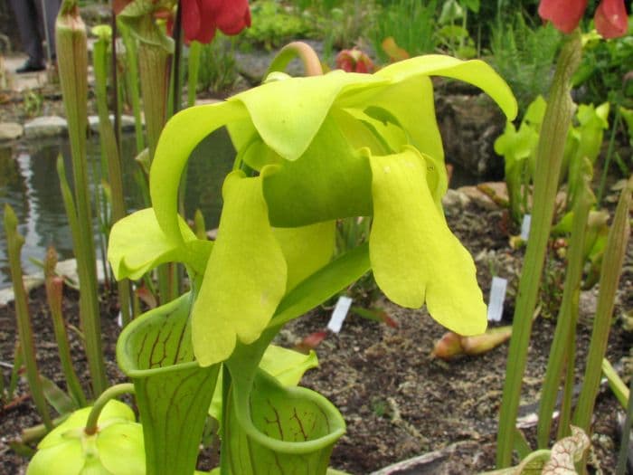 showy yellow pitcher plant