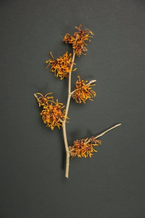 witch hazel 'Alexander'