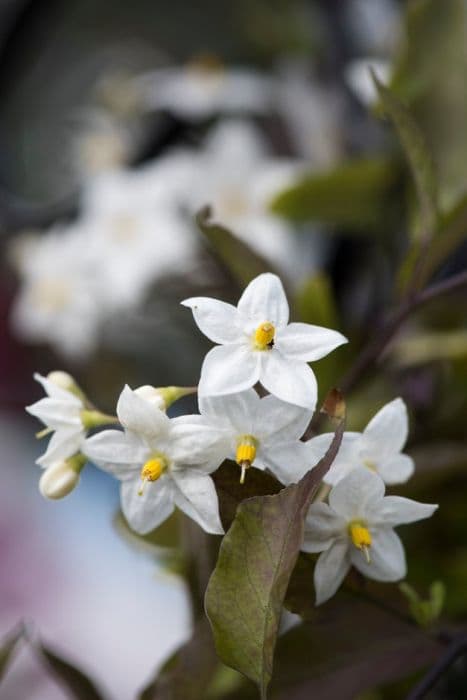 white potato vine