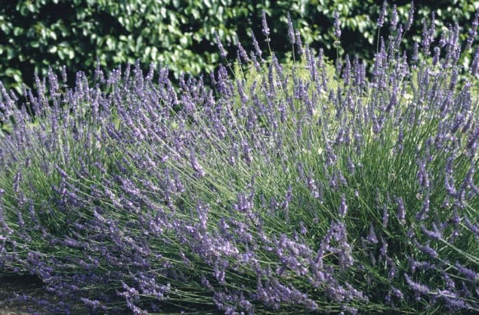 lavender 'Sussex'