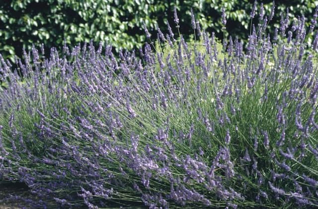 Lavender 'Sussex'
