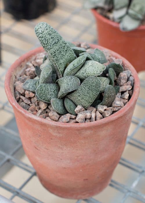 Suurberg gasteria