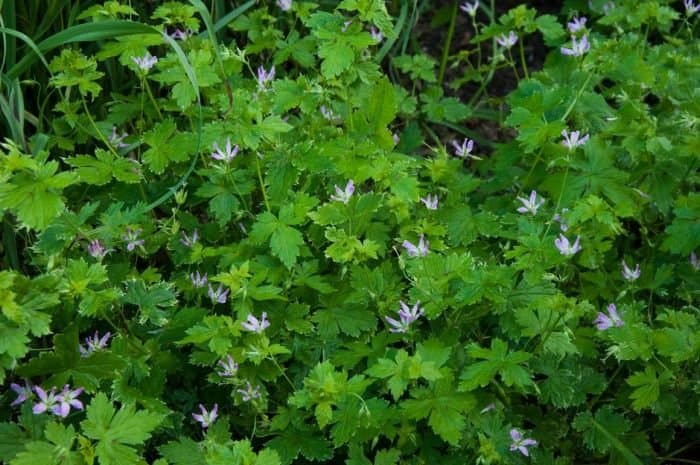 Geranium 'Katherine Adele'