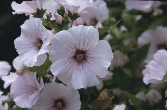 tree mallow Beauty Series