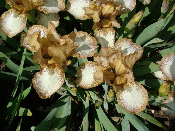 iris 'Honeyplic'