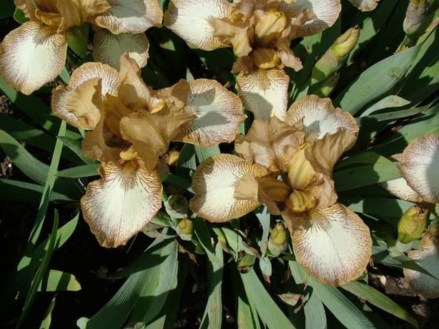 Iris 'Honeyplic'