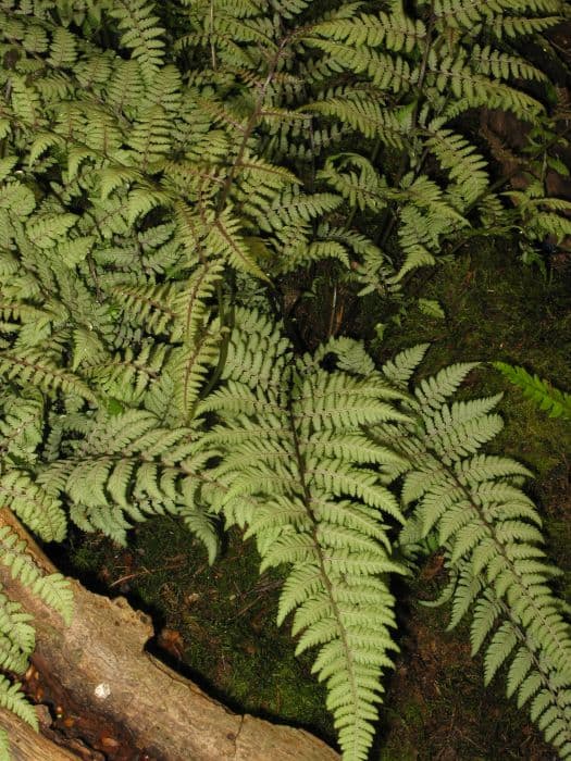 lady fern 'Ghost'