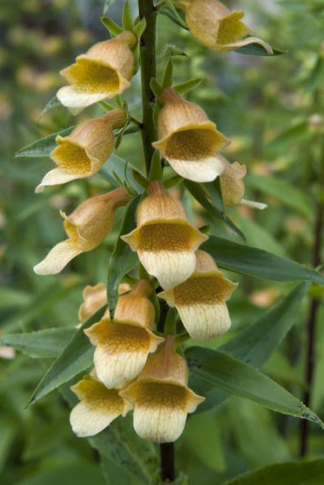 foxglove 'Spice Island'