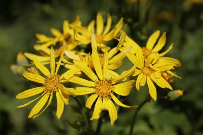 leopard plant 'Palmatiloba'