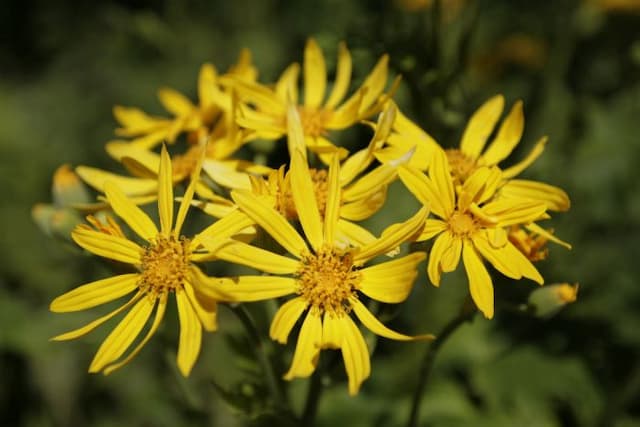 Leopard plant 'Palmatiloba'