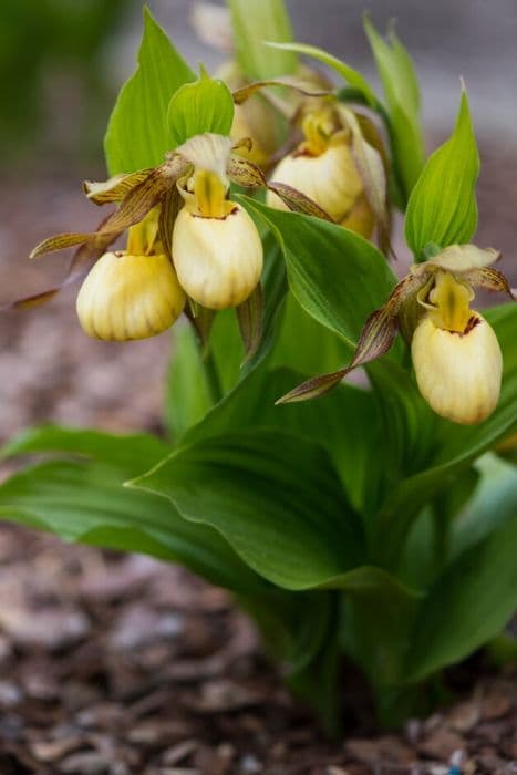 lady's slipper orchid Inge gx