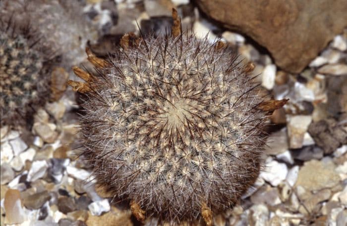 Steinbach's crown cactus