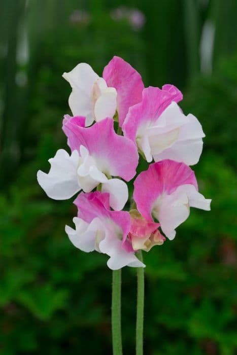 sweet pea 'Promise'