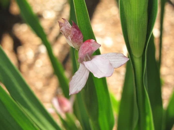 Squill-leaved roscoea