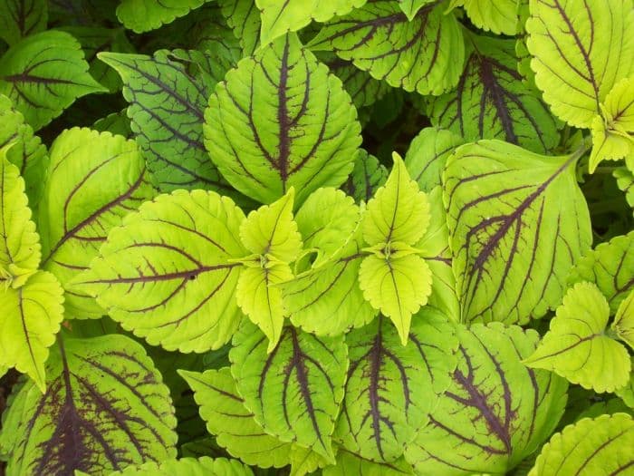 coleus 'Gay's Delight'